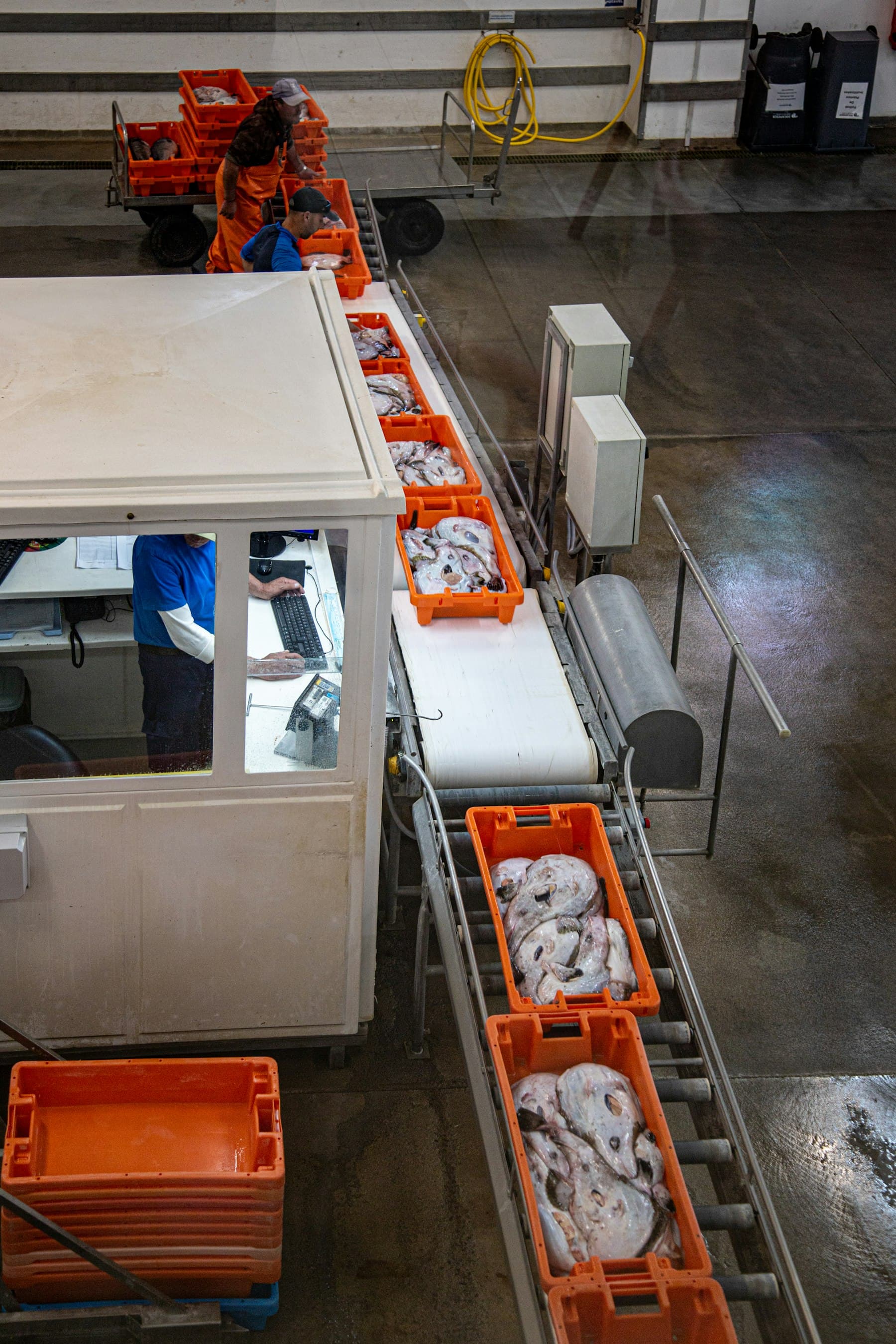 Workers processing food on a factory conveyor belt